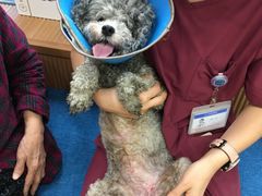 -芭比堂动物医院·犬猫全科·异宠专科(雁塔分院)