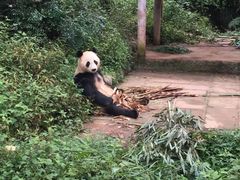 -中国大熊猫保护研究中心雅安碧峰峡基地