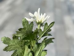 -侵华日军南京大屠杀遇难同胞纪念馆-停车场