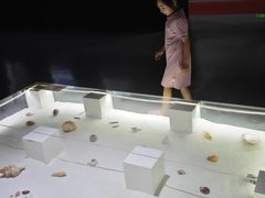 -贝壳王国博物馆