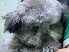 -唐小姐の猫狗洗护·购宠旗舰店(周浦万达店)