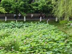 -沐仙湖湿地公园