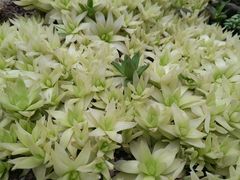 -正佳雨林生态植物园
