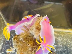 -鹿儿岛水族馆