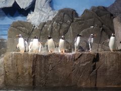 -成都浩海立方海洋公园