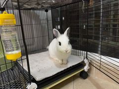 -爱侣宠医·鹦鹉专科·小型哺乳类·异宠专科(灵石路店)