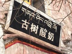 -古树酸奶(八廓南街店)