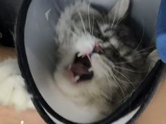 -佳怡动物医院·平价24小时·猫专科骨外科