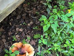 -帽儿山国家森林公园