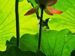 -陈家山荷花公园