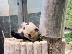 -中国大熊猫保护研究中心雅安碧峰峡基地