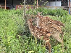 -北京鹿世界主题园