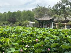 -莲湖公园