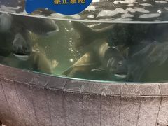 -坛宗剁椒鱼头(河西王府井店)