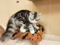 -飞行喵MR PILOT|猫舍·猫咖(静安大融城店)