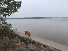 -洪湖湿地生态园