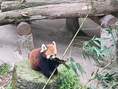 -都江堰中华大熊猫苑