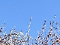 -桃花堤公园