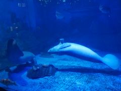 -烟台海昌鲸鲨海洋公园