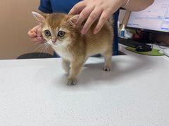 -瑞派康怡24h宠物医院·犬猫医疗中心·微创绝育(瑞景分院)