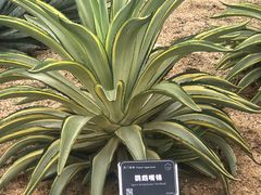 -东莞植物园