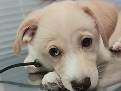 -瑞派福兴宠物医院犬猫全科·骨科·中西医结合(河东店)