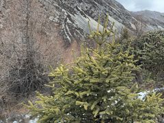 -亚拉雪山风景区