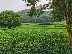 -龙坞茶村