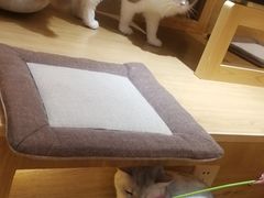 -滚猫咖啡·猫咖·猫友好撸猫(未来城店)