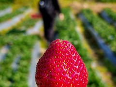 -凤岗南门山森林公园
