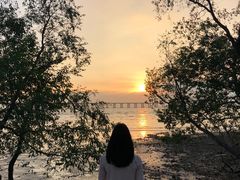 -宝安西湾红树林湿地公园