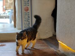 -Sirena海妖日咖夜酒