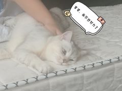 -艾吉宠物医院·疑难杂症转诊中心·猫友好(碧江路院)