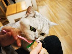 -李小姐の猫咖啡馆(五角场店)
