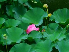-豫园湖心亭茶楼