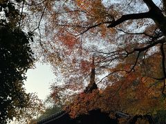 -十八棵（老龙井）御茶园(老龙井店)