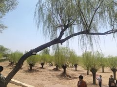 -红碱淖景区