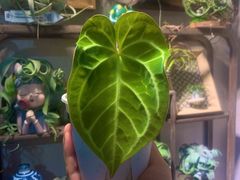 -Rabbit Cafe私房西餐甜点咖啡(栖霞路店)