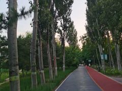 -大兴滨河森林公园