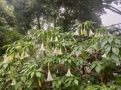 -成都市活水公园