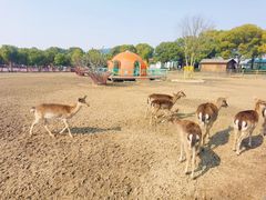 -苏州太湖西山岛开心农场