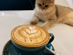 -飞行喵MR PILOT|猫舍·猫咖(静安大融城店)