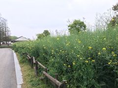 -同里国家湿地公园