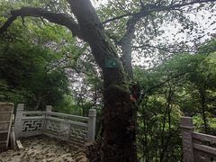 -南山植物园