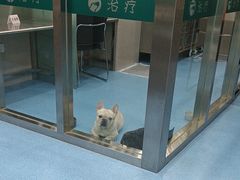 -万博宠物医院·手术·诊疗(未央凤城五路店)