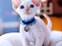 -十年猫舍·猫咪专门店(普陀店)