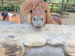 -静之湖湖畔餐厅