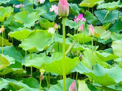 -梁鸿国家湿地公园