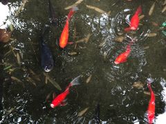 -老洋房花园饭店(绍兴路店)