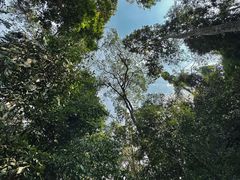 -西双版纳原始森林公园